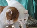 An Introduction To Feline Behavior