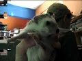 Ultimat the Hedgehog