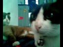 mycat and spiralling by keane