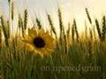 Do Not Stand At My Grave And Weep - comfort in grief
