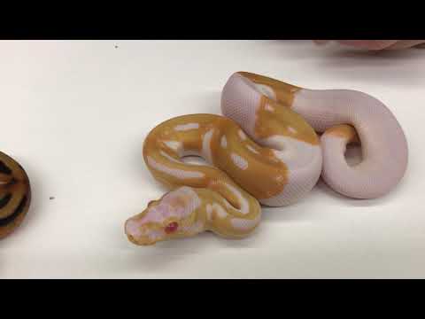 YouTube reptile video