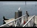Me shooting a wild seal at close range