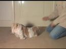 Dog Training Trick - Take A Bow