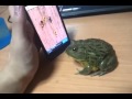 Katak Moden