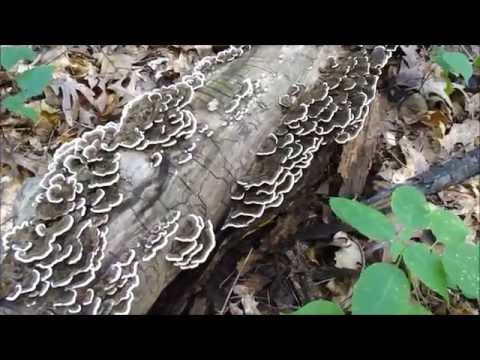 how to harvest turkey tail mushroom