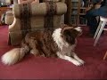 うたう犬動画