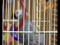 Swearing parrot Sparky A dumb cow 2:08