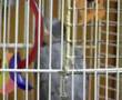 Swearing parrot Sparky A dumb cow 2:08