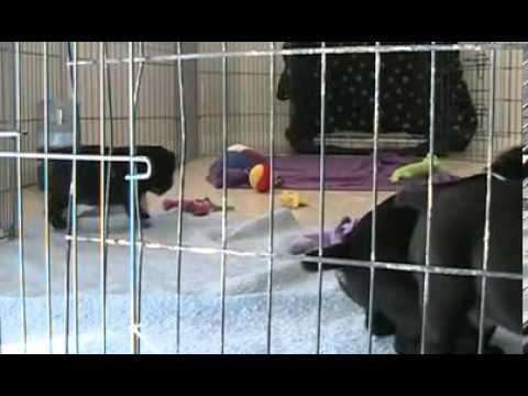 RARE Olde English Bulldogge Orion