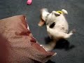 Dogs LOVE Snausages!