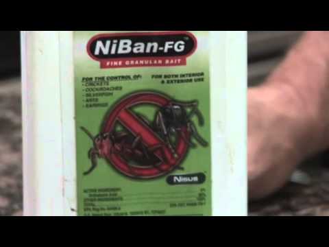 how to get rid pharaoh ants