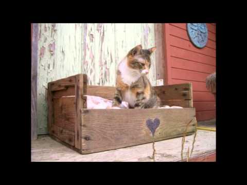 creative,space saver,money saving Furniture for cat/dog owners (handmade) part2