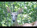 White Tail  Deer  in the Wild - Munching