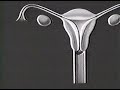 disney-and-menstruation.html