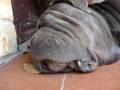 incredibile cane mastino napoletano che russa mentre dorme