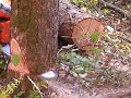 チェーンソーの使い方：　伐倒　tree felling with chainsaw
