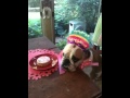 Bulldog Birthday - animals, birthday, bulldog, dog, pets, singing, wtf, funny