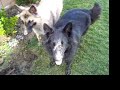 PUPS IN THE MUD! PUPS IN THE MUD!