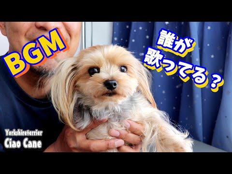 動画