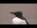 Guillemot at Lossiemouth West Beach