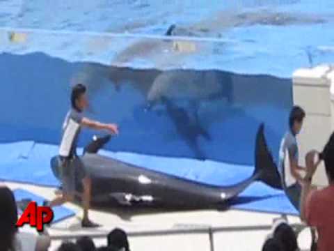 Raw Video: Dolphin Jumps Out of Tank During Show