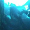 Another trip to the Tortuga - Wreck Diving