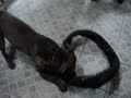 Chacal  PIT BULL
