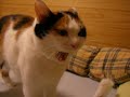 ??????????? Miya cat ??????????? Miya cat