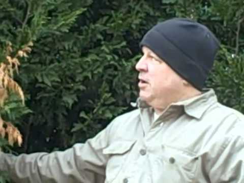 how to fertilize leyland cypress trees