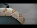 lipstick sunglow boa constrictor   wendy