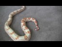 lipstick sunglow boa constrictor   wendy