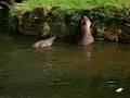 Tapir couple playing and swimming
