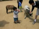 Naim zoologico SF