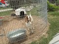 Screaming Goat