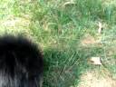 RIP Toby RIP Toby