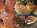 and the widespread misuse of names.[3][4] Until recently, the genus was divided into two sections - Section Ganoderma with a shiny cap surface (like Ganoderma lucidum) and Elfvingia, with a dull cap surface, like Ganoderma applanatum. Phylogenetic analysis using sequence information derived from mitochondrial SSU rDNA, have helped to clarify our understanding of the relationships amongst Ganoderma species. The genus may now be divided into six monophyletic groups G. colossus group G. ...
