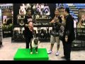 American Pitt Bulls in Pattaya Thailand
