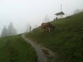 Unicycling by a cow in Lichtenstein