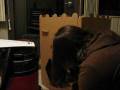 videos de Bunny Castle - Willow, Oz & Baby!