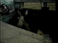 Horse Slaughter in the United States