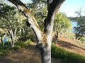 Paso Robles Lake Nacimiento - Vacation Rental Views Paso Robles Lake Nacimiento - Vacation Rental Views