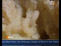 casu marzu