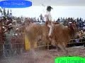 toro catrin de rancho el imperio
