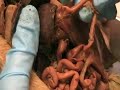 Rat Respiration and Digestion