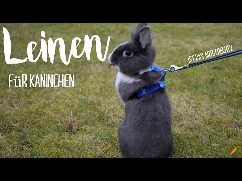 Leinen für Kaninchen