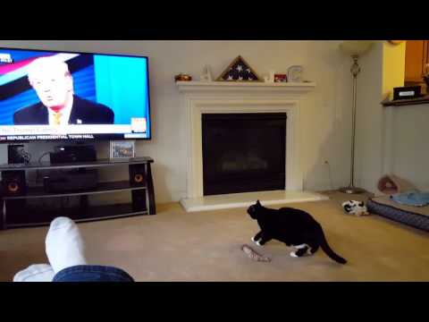 Cat Runs From Donald Trump On TV