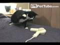 gatito peleando con secadora