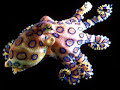 Deadly Animals (Come to Australia) Deadly Animals (Come to Australia)