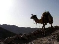 Le mont Sinai ou Mont Moise en Egypte ( Tour du monde voyage voyages vacances sejour ) Le mont Sinai ou Mont Moise en Egypte ( Tour du monde voyage voyages vacances sejour )