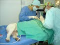 ENTROPION CANINO CIRUGIA ENTROPION CANINO CIRUGIA
